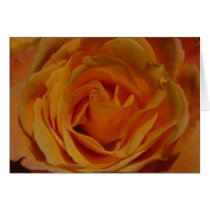 Rose31 cards