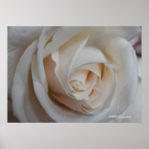 Rose 16