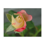 rose (2) postcards