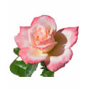 Rose 6440 Dark T-Shirt