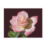 Rose 6440 Postcard