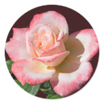 Rose 6440 Stickers
