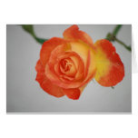 Rose a Fire Cards