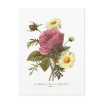Rose and Chrysanthemum Post Card