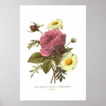 Rose and Chrysanthemum Posters