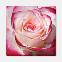 Rose and Dew Drops Magnet
