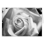 Rose B/W Card