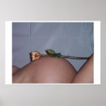 Rose Belly posters