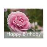 Rose Birthday Postcard | Geburtstagskarte Rose