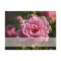Rose Birthday Postcard | Geburtstagskarte Rose