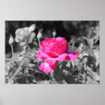 Rose Black & White Print