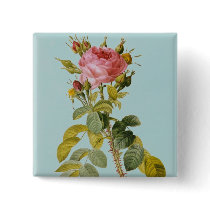 Rose Botanical Print - 'Rosa Bifera' by  Redoute