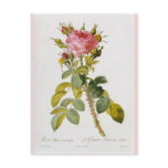 Rose Botanical Print - 'Rosa Bifera' by  Redoute postcards