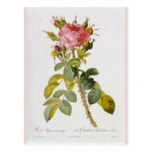 Rose Botanical Print - 'Rosa Bifera' by  Redoute Post Cards