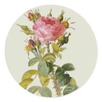 Rose Botanical Print - 'Rosa Bifera' by  Redoute