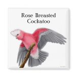 Rose Breasted Cockatoo Magnet