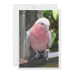 Rose Breasted Cockatoo photograph design invitations