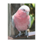 Rose Breasted Cockatoo photograph design postcards