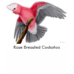 Rose Breasted Cockatoo Scoop Neck Tee t-shirts