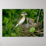 Rose-breasted Grosbeak (female) with young posters