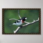 Rose-breasted grosbeak on branch posters