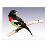 Rose-breasted Grosbeak Post Card
