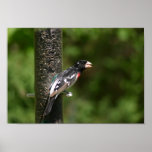 rose-breasted grosbeak  posters