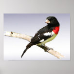 Rose-breasted Grosbeak posters