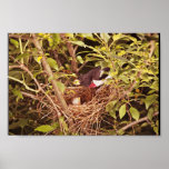 Rose-Breasted Grosbeak posters