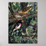 Rose-Breasted Grosbeaks & Their Nest of Eggs posters