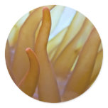 Rose Bubble Tip Anemone Entacmaea quadricolor Round Stickers