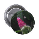 Rose bud & raindrops buttons
