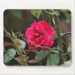 Rose bush mousepads