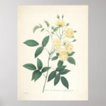Rose by Pierre-Joseph Redoute Print