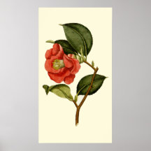 Rose Camellia Posters