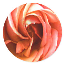 Rose Canterbury  The MUSEUM Zazzle Gifts Stickers