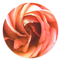 Rose Canterbury The MUSEUM Zazzle Gifts Stickers