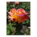Rose cards