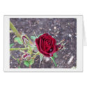 Rose cards