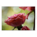 Rose cards