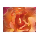 Rose Close Up Postcard