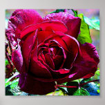 Rose Closeup posters