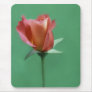 Rose-coloured Rose
