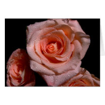 rose d'abricot sous la pluie cards
