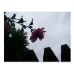 Rose dew fence gloomy post card