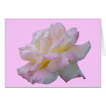 Rose digital drawing cards