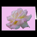 Rose digital drawing cards