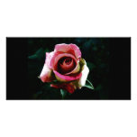 rose drawing photo cards