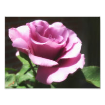 Rose flower art photo