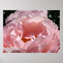 Rose Flower art prints Pink Roses Floral artwork